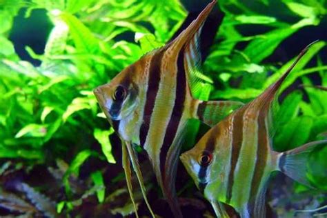 神仙魚 混養|七彩神仙與神仙魚，南美主題混養缸｜水族箱姊弟－水族箱裡的那 